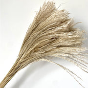 Dekoration New Natural Reed Dried Flowers Pampas Grass Home Wedding Decoration European And American Style Furry Dry Plants