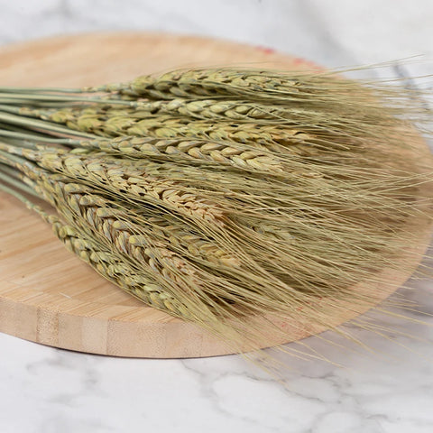 15Pcs Dried Small Pampas Grass Flowers Pantas Artificiales Para Decoracion Real Plants Home Decor Wedding Decoration
