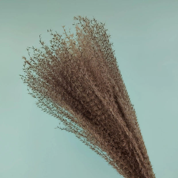 15Pcs Dried Small Pampas Grass Flowers Pantas Artificiales Para Decoracion Real Plants Home Decor Wedding Decoration