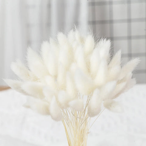 Natural Pampas Grass Dried Flower Rabbit Tail Grass Bouquet Floral Wedding Home Decorations Bunny Tail Plants Trockenblumen Vase